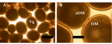 Figure 1: Wet mount photographs of greater amberjack oocytes obtained from the HCMR broodstocks maintained in sea cage. A, oocytes in full vitellogenesis (Vg.) B, oocyte in maturation. Bar = 200 μm